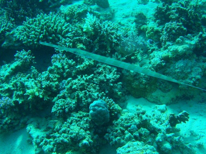 Marsa Alam 02.jpg